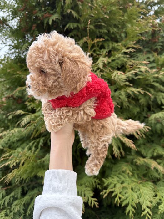 Найкрасіші цуценятка під ялинку мальтипу