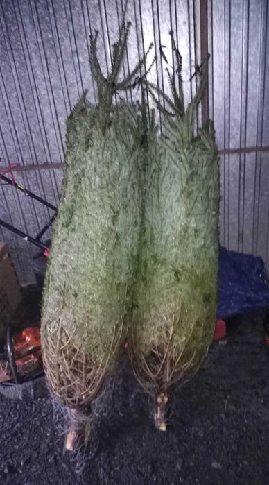 Choinka Jodła kaukaska 1 gatunek ścinana z pola