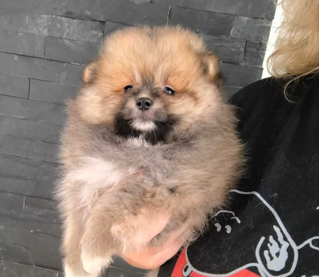 Spitz anão.Lulu da Pomerânia. Ursinho Mini .Cheio de pêlo. Laranja