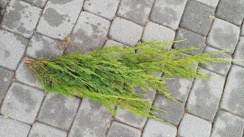 jałowiec niekłujący tuja gałęzie 3 kg stroisz na wianki stroiki