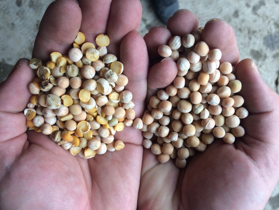 Czyszczalnia do zboża 5t Wialnia Separator do Zboża Proszkowo Malowany