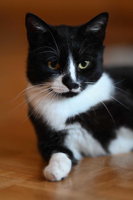 Romek - uroczy dżentelmen do adopcji!