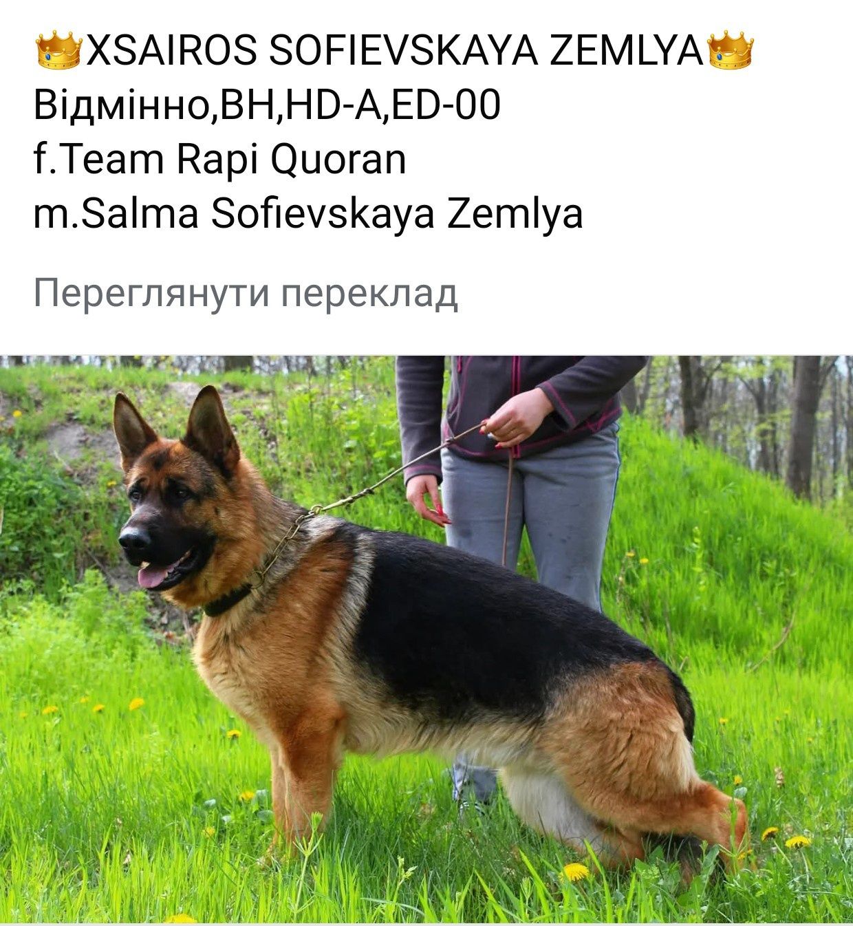 Цуценята німецької вівчарки від ЧЕМПІОНІВ