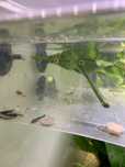 Ancistrus juvenis