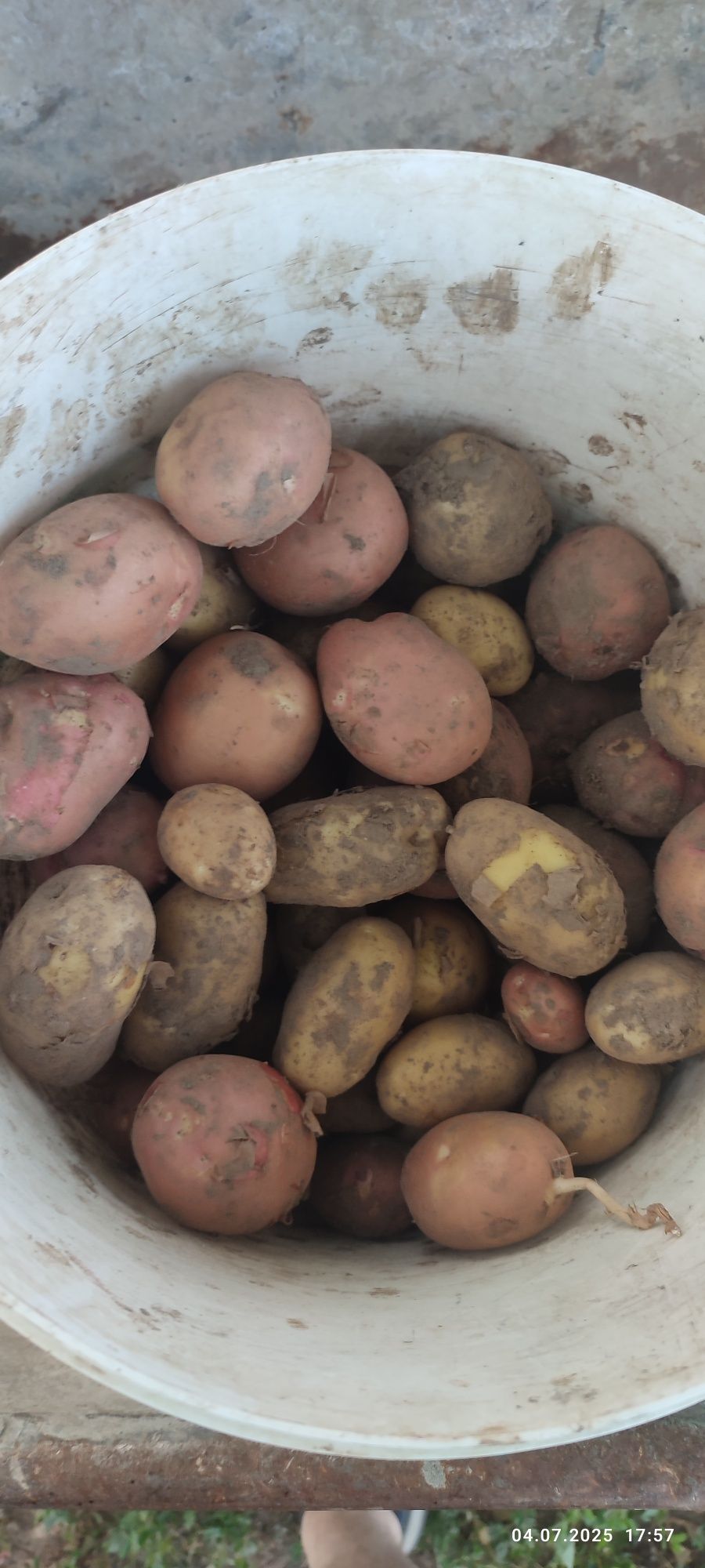 Продам домашнюю молодую картошку,картоплю.