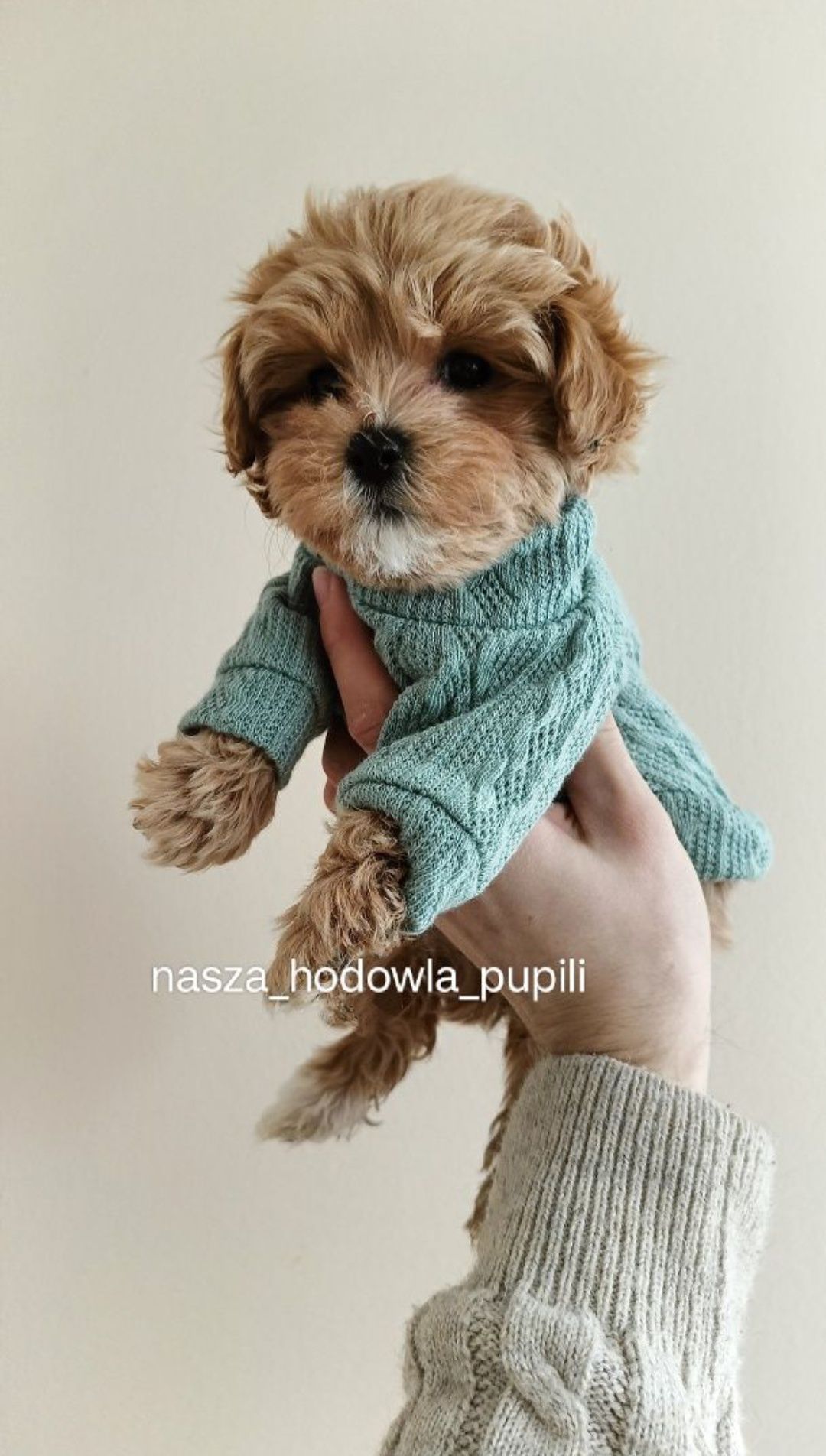 Maltipoo suczka ze sprawdzonej hodowli
