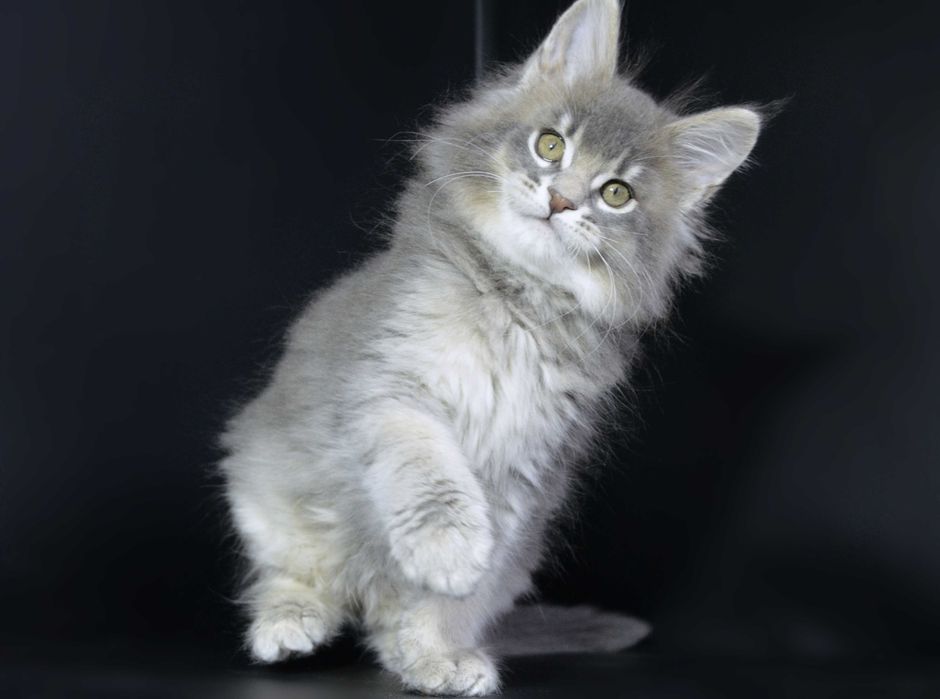 Мальчик мейн кун .