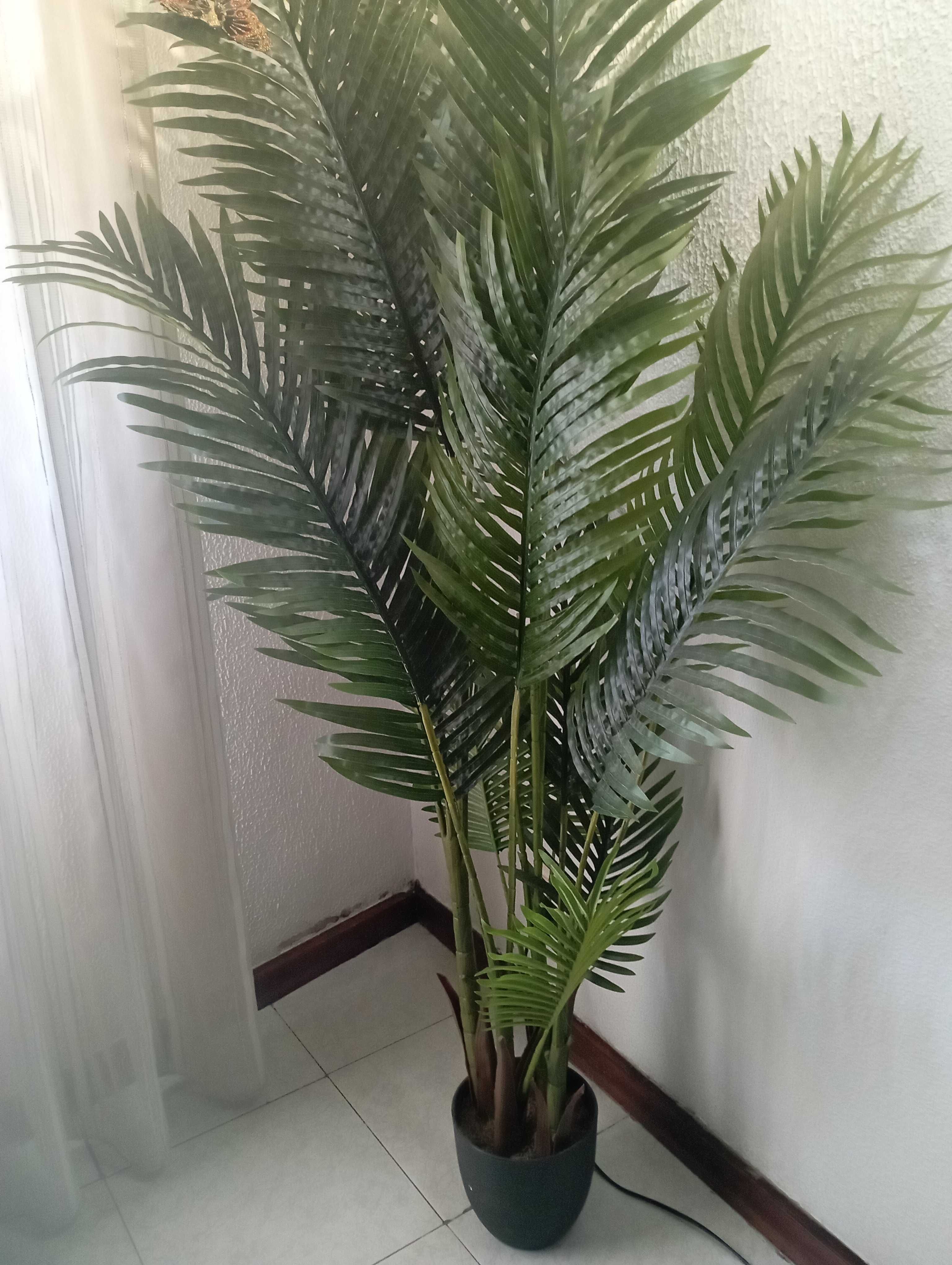 Palmeira 1.80 CMS nova