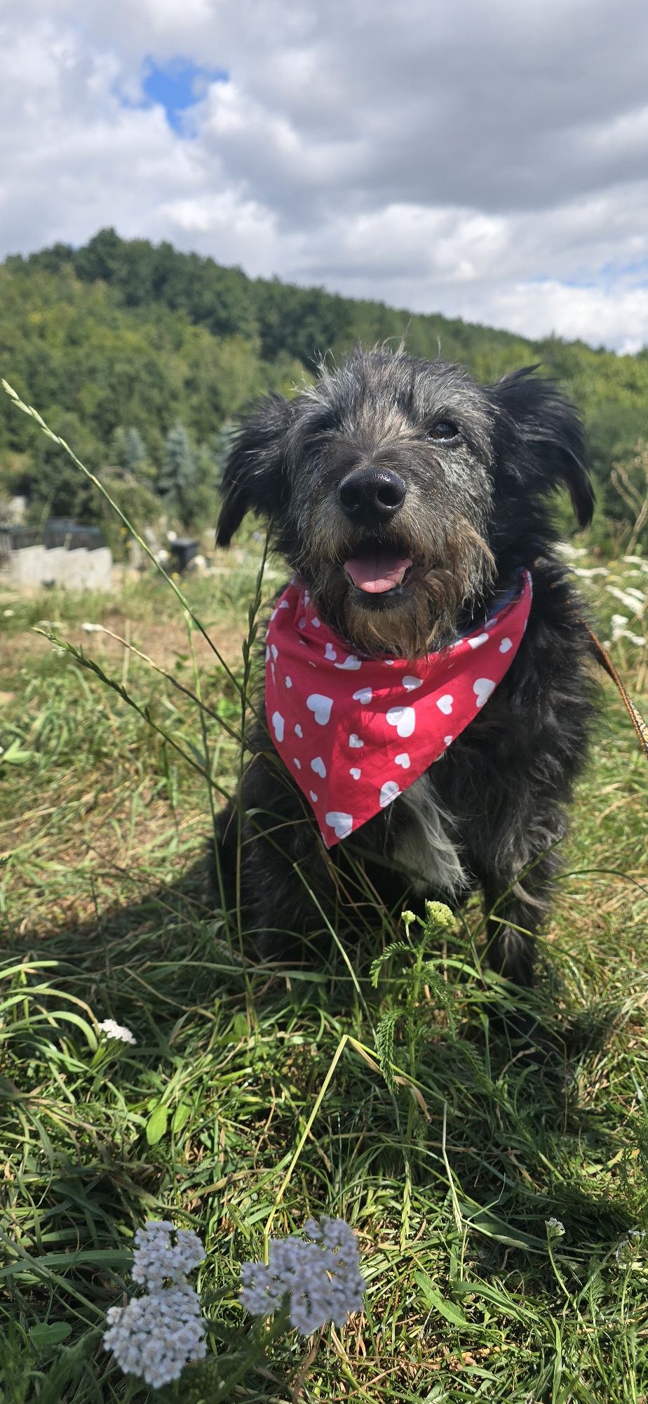 Do adopcji około 5letni samiec