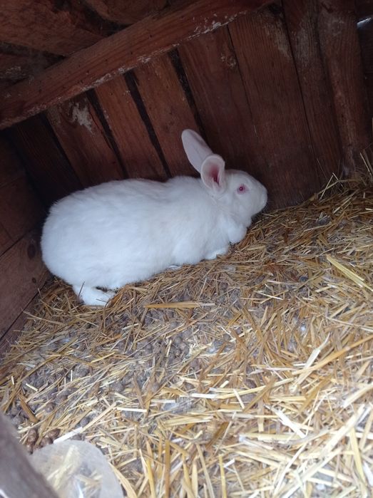 Продам кролів породи Паннон Боргунці