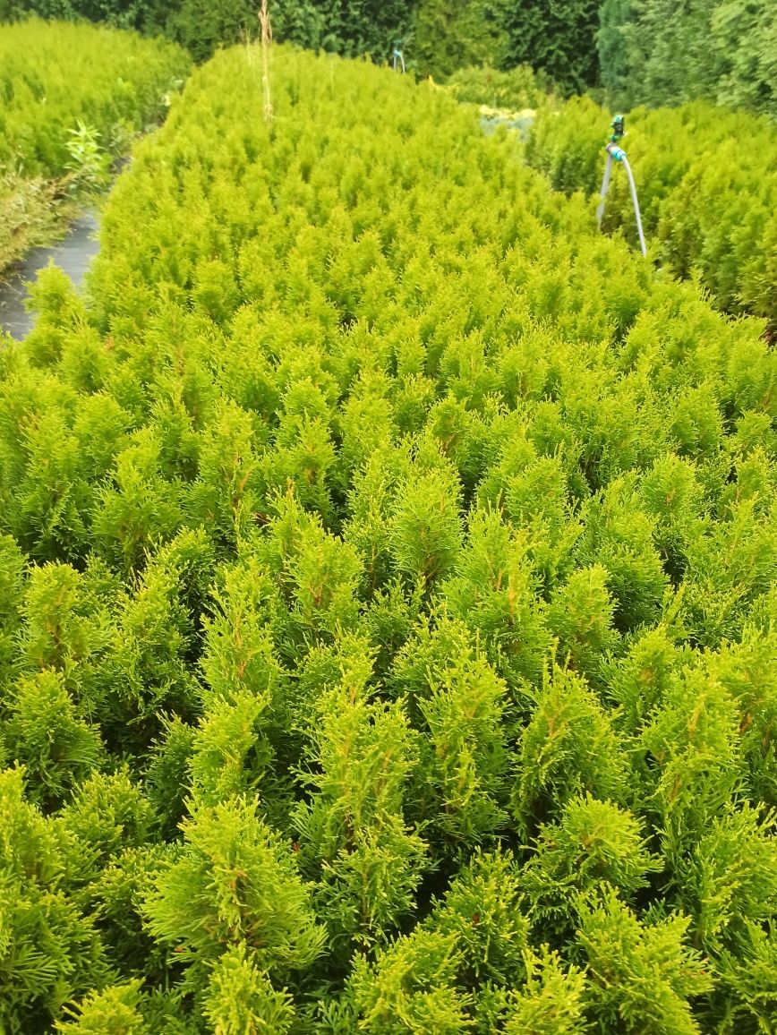 Thuja Szmaragd 55 cm wyś.