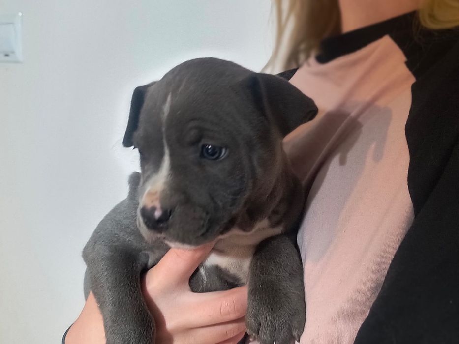 American stafford terrier gotowy do odbioru