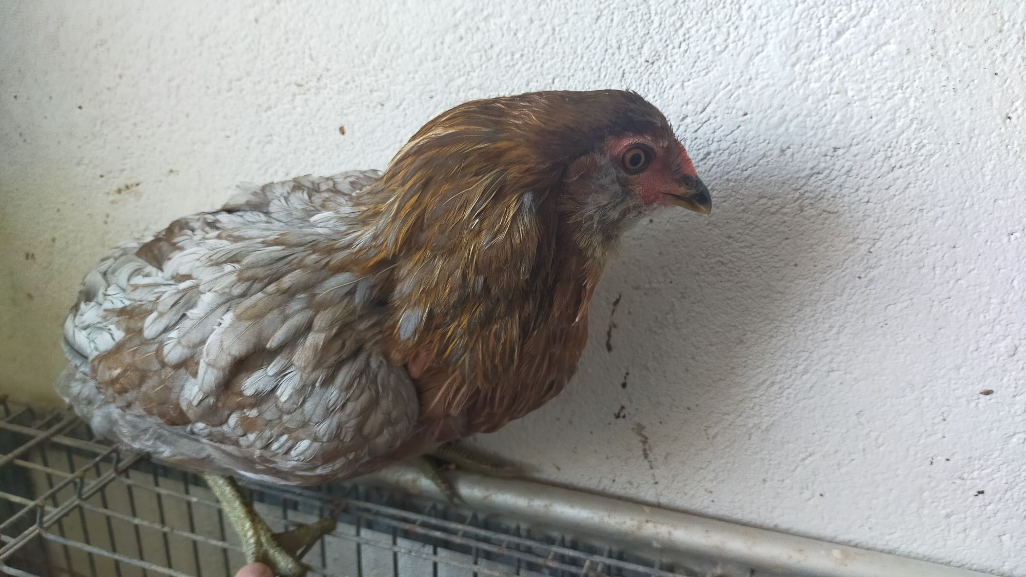 Galinha Araucana