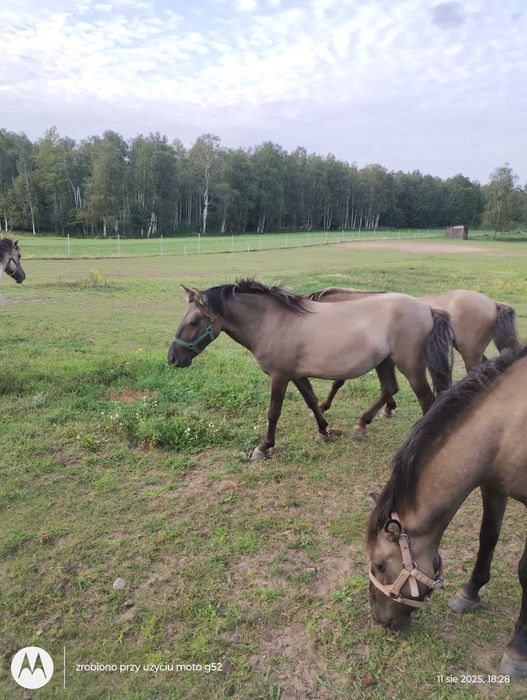 Sprzedam klacz konika polskiego