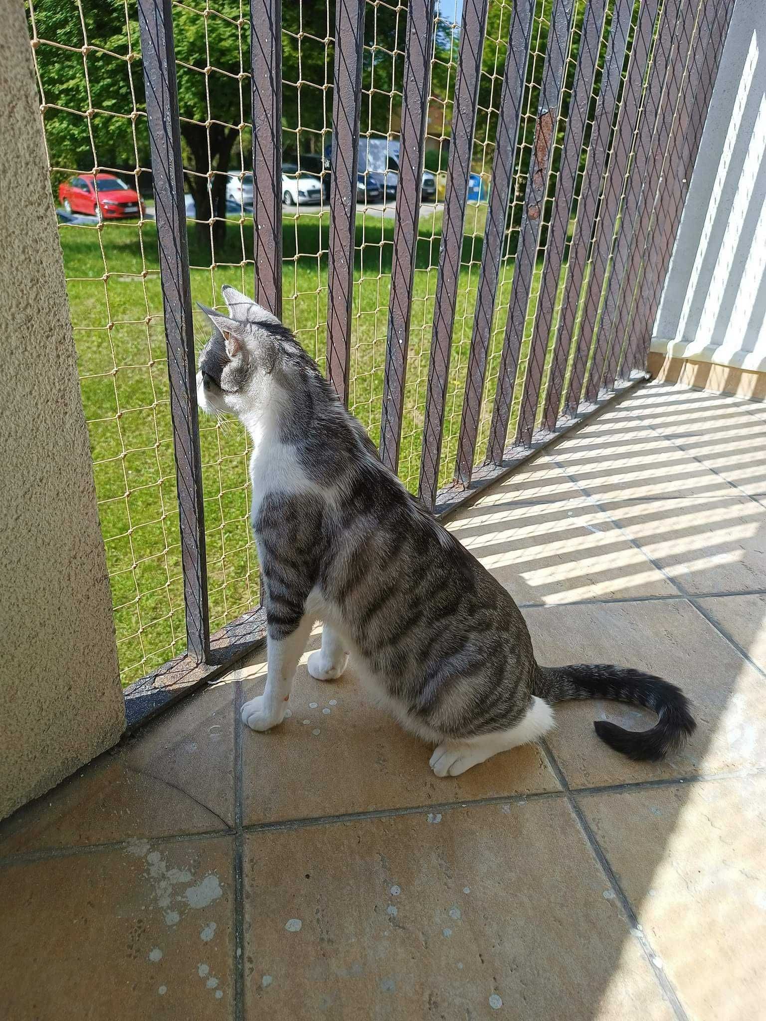 Siatki dla kotów, siatka na balkon, siatka przeciw gołębiom