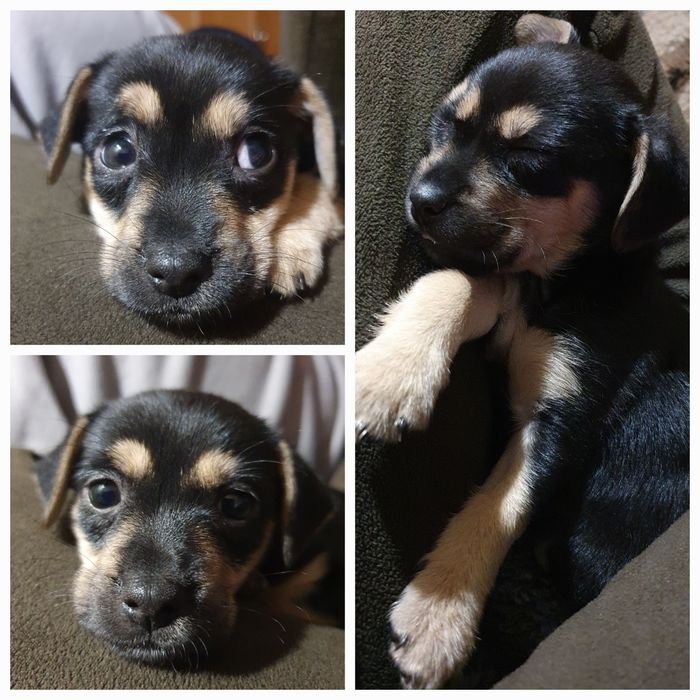 Врятоване цуценя у пошуках дому