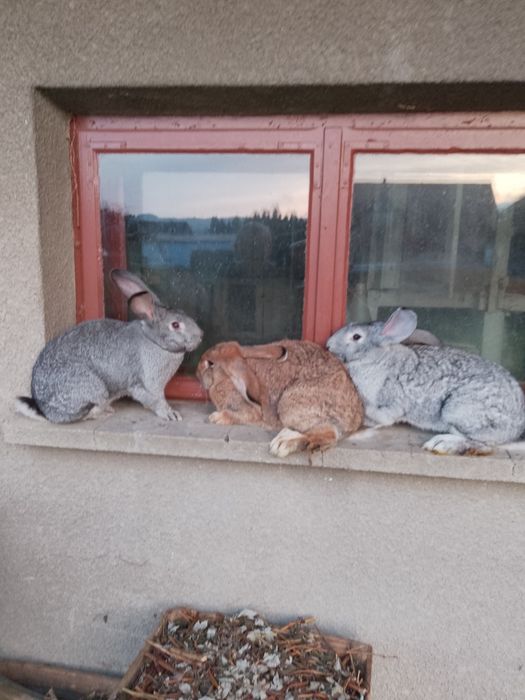 Sprzedam piękne samice