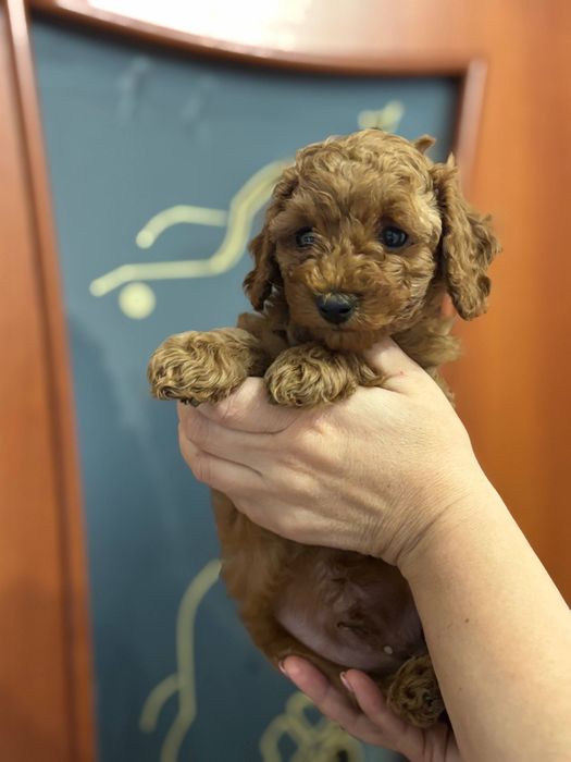 Весёлый мальчик той пуделя.