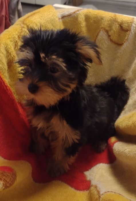 Yorkshire terrier. York suczka