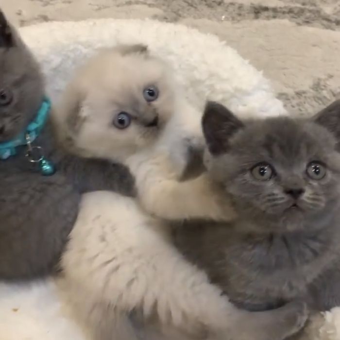 Сірі британці хлопчик і дівчина, білого вже не має