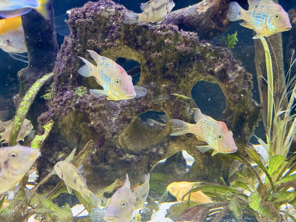 Ziemiojad Steindachnera - Czerwonogłowy Geophagus