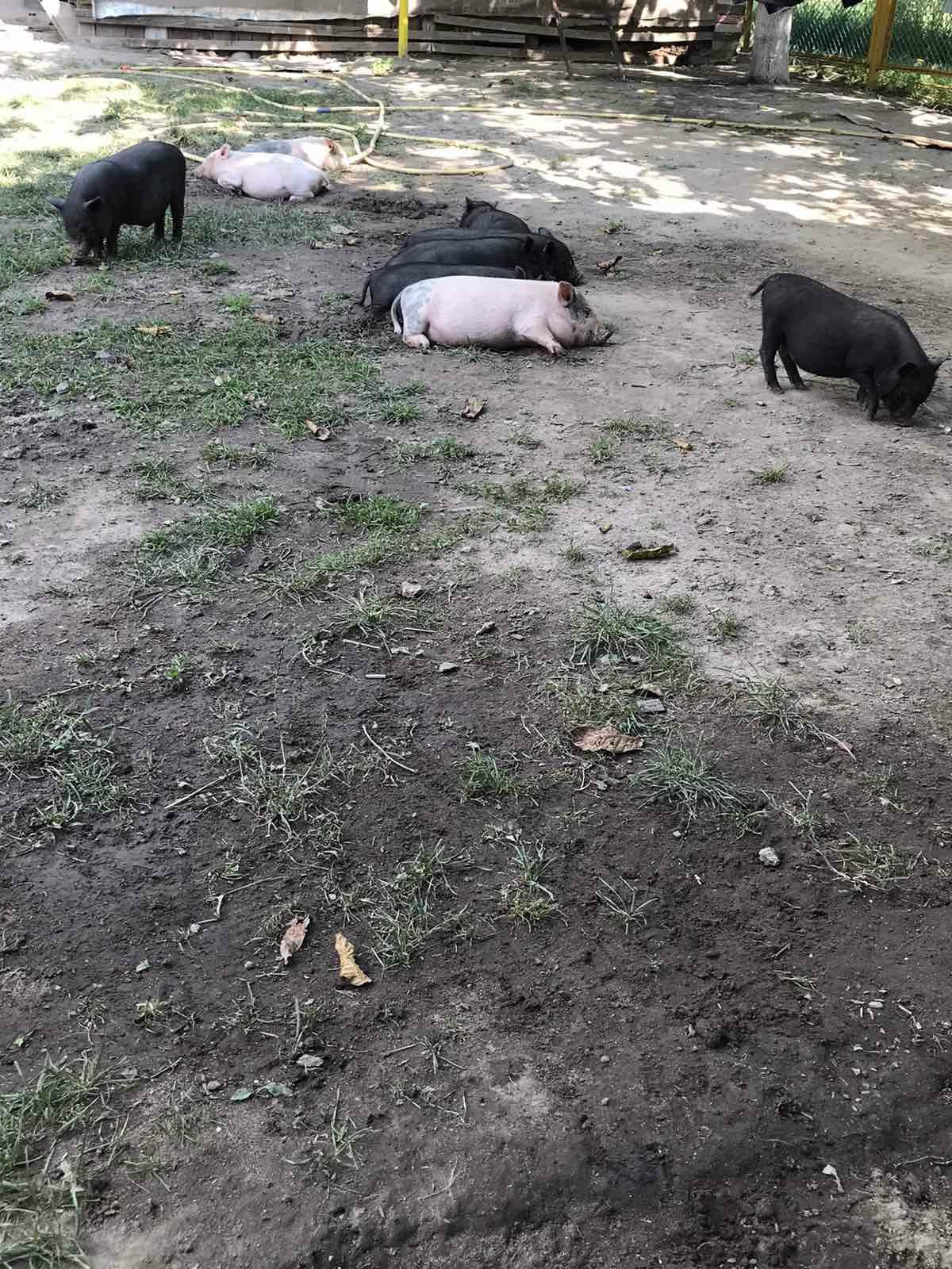 В'єтнамських свині