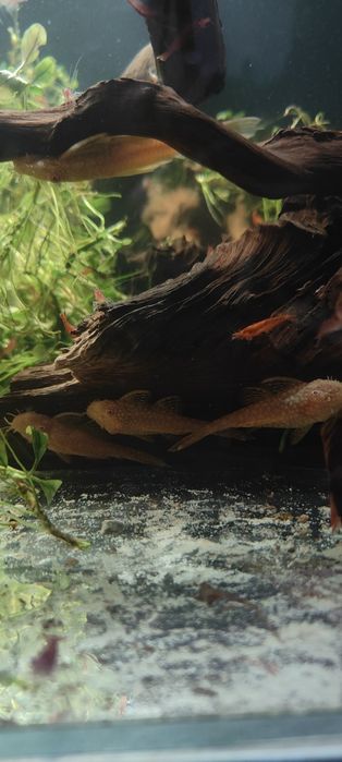 Zbrojnik złoty - Ancistrus  Glonojad Albinos, czerwone oczy