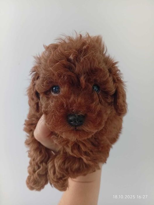Pudel Toy  malutka suczka red brown