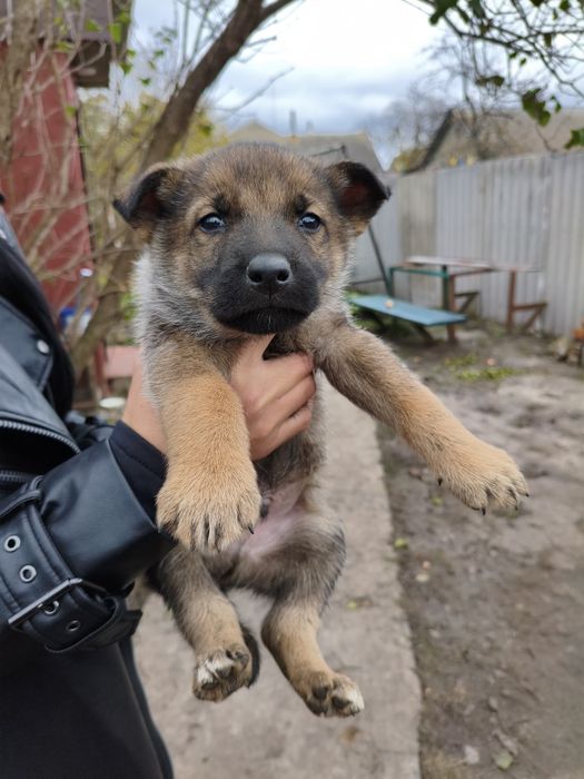 Віддам даром в гарні руки