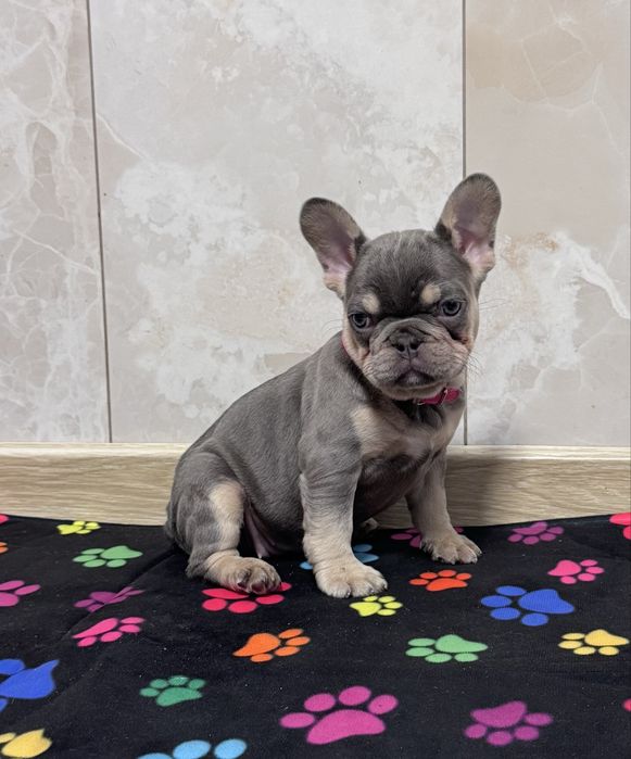 Шикарні блакитні цуценята