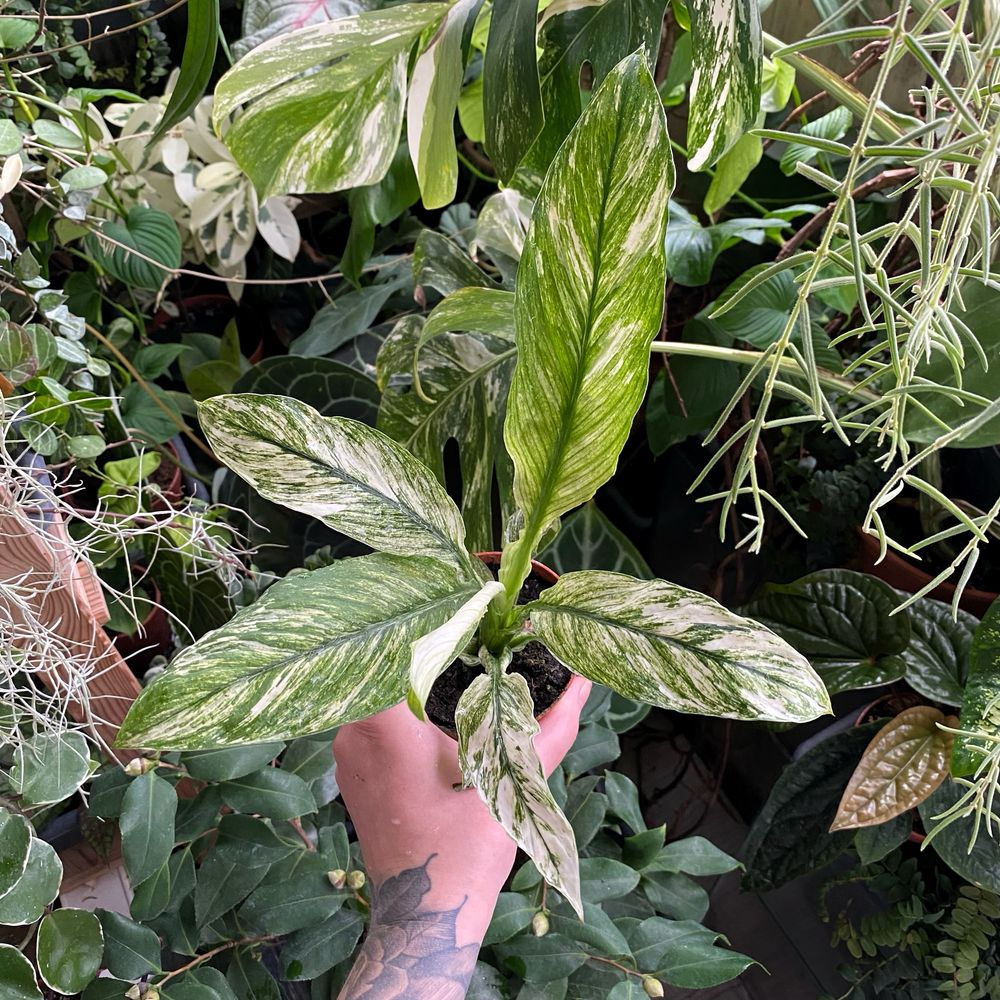 Спатіфіллум Spathiphyllum Sensation Variegata