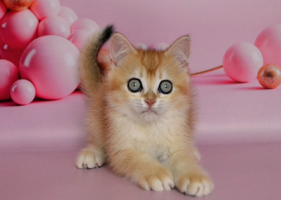 Чудесная девочка золотая шиншилла