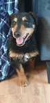Bosman terier niemiecki do adopcji