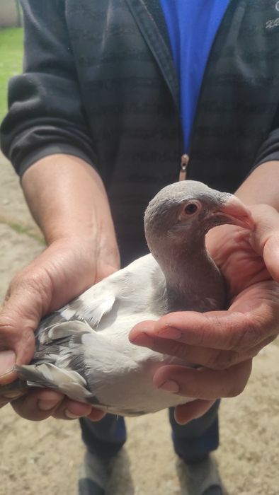 Голуб жешовський молодий