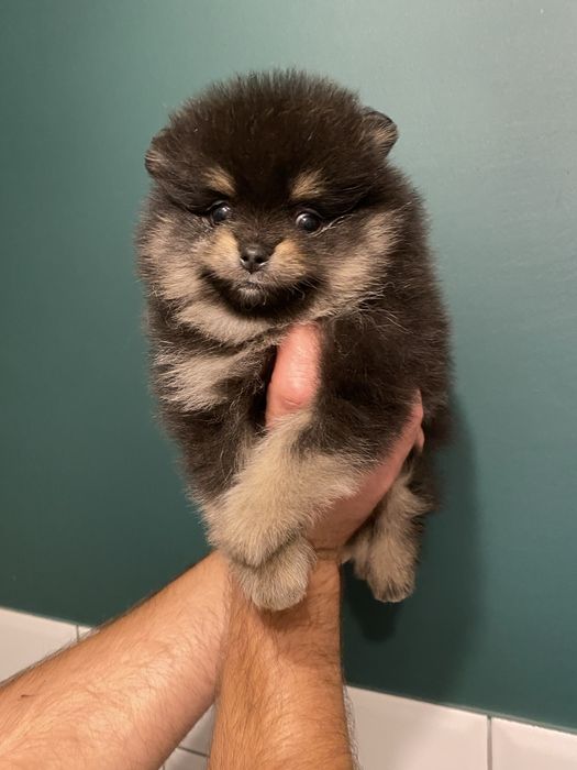 Szpic miniaturowy pomeranian