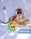 Hait - cadela bebe porte medio para adocao