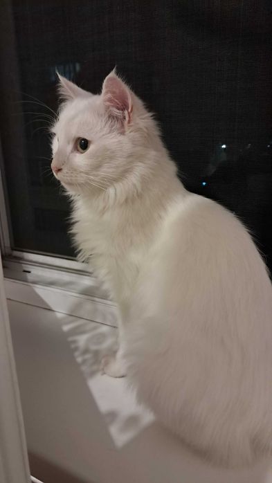 Віддам білого котика