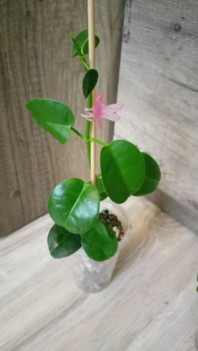 Hoya Ariadna rosnąca