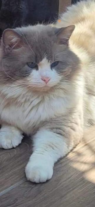 Reproduktor Ragdoll krycie.
