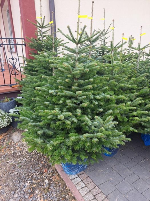 CHOINKI Jodła Kaukaska ! Rezerwacja.