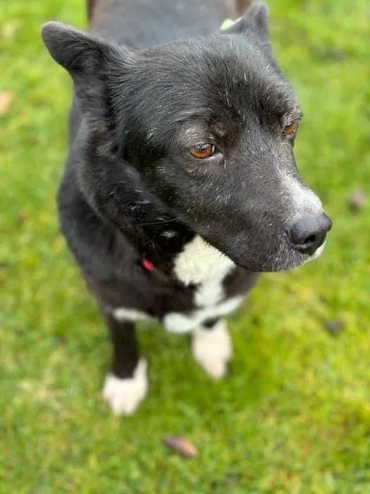 Przyjaciel na emeryturę Sunia Małgosia do adopcji