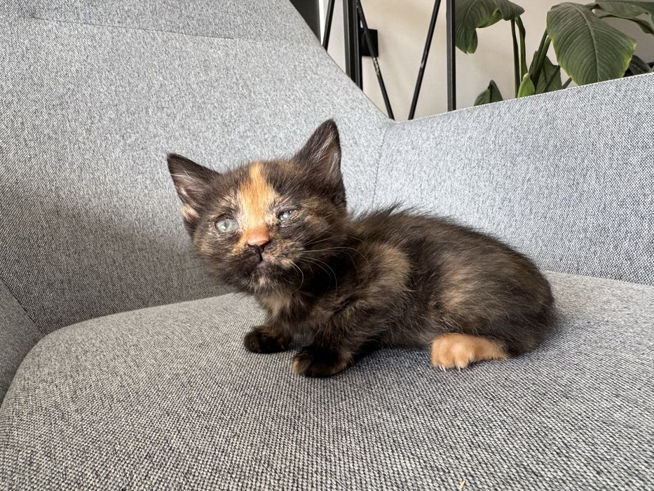 Кошенята в добрі руки