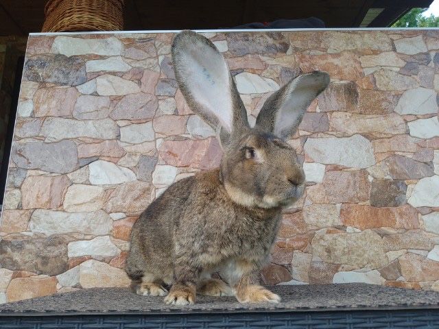 Belgijski olbrzym szary samiec z rodowodem
