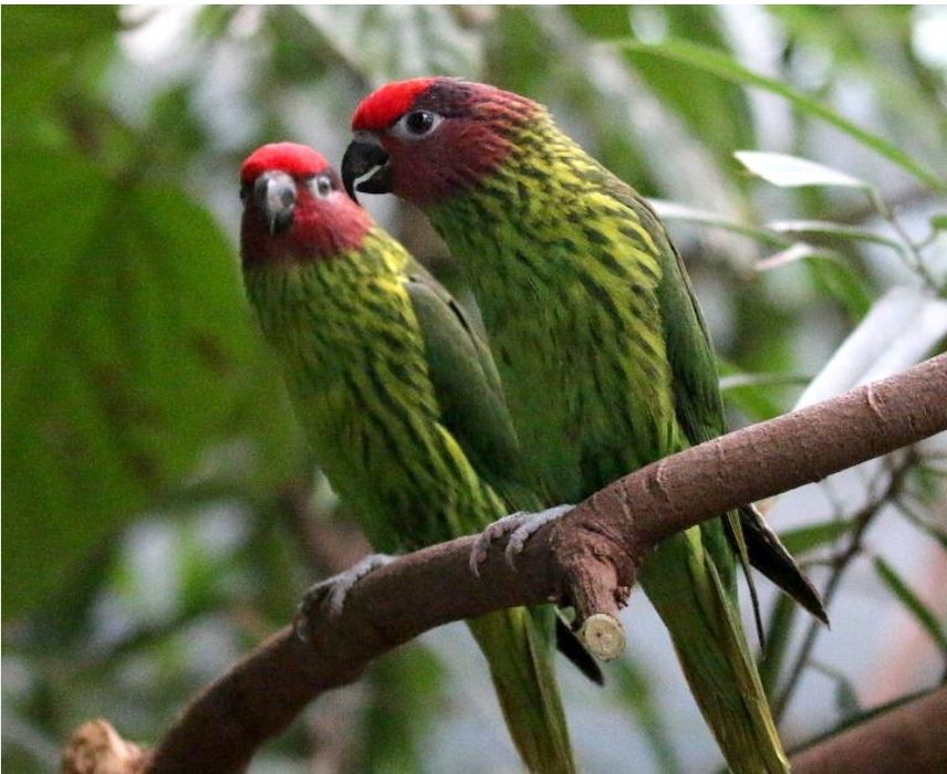 Casal de Loris Goldiei