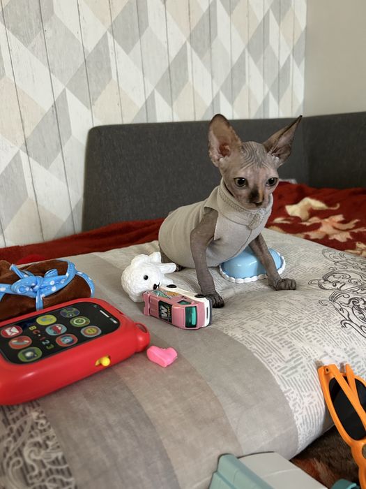 Продам котенка сфинкс