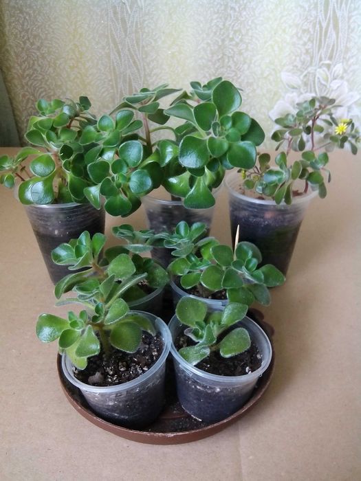 Аіхрізон, дерево кохання. Купують як талисман на любов.