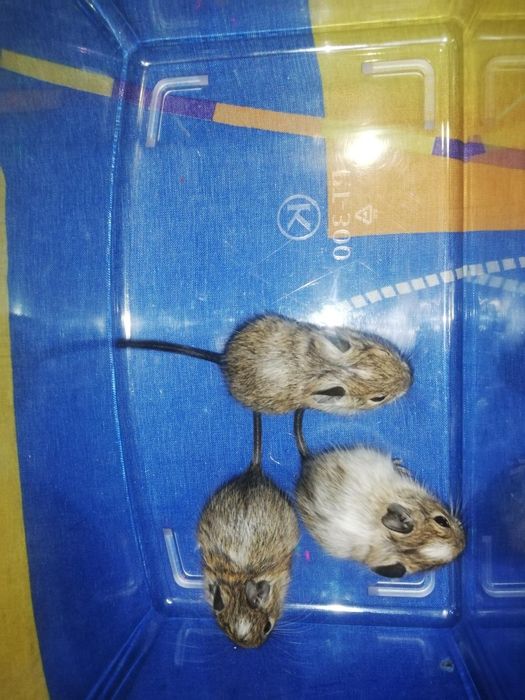 Грызуны травоядные