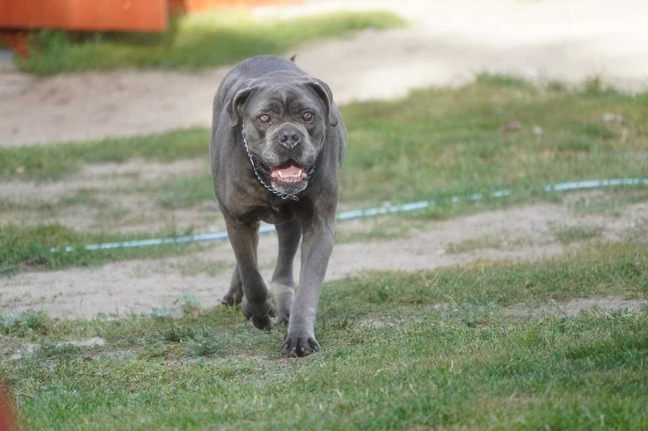 Aspen Cane Corso do adopcji.