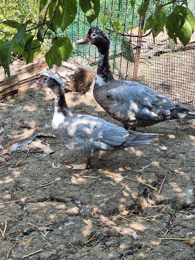 Jaja jajka kaczki pekin staropolska biegus dworka ruanska francusk kho