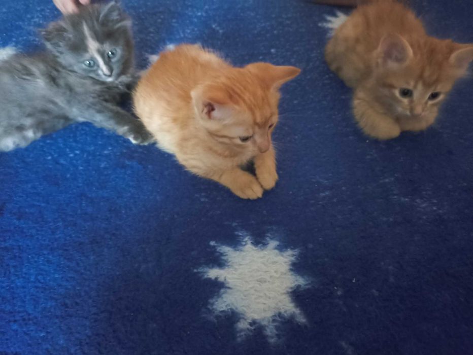 Віддам  в добрі руки кошенят!